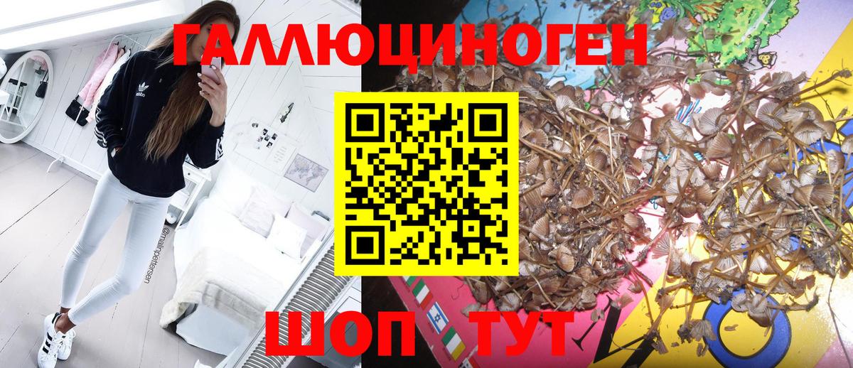 Псилоцибиновые грибы GOLDEN TEACHER Орёл